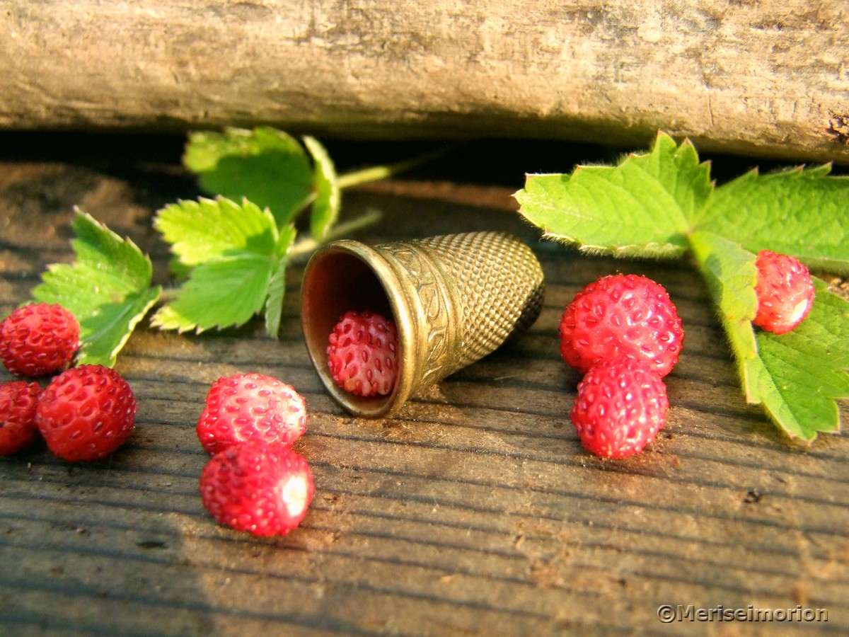 Wilde Erdbeeren