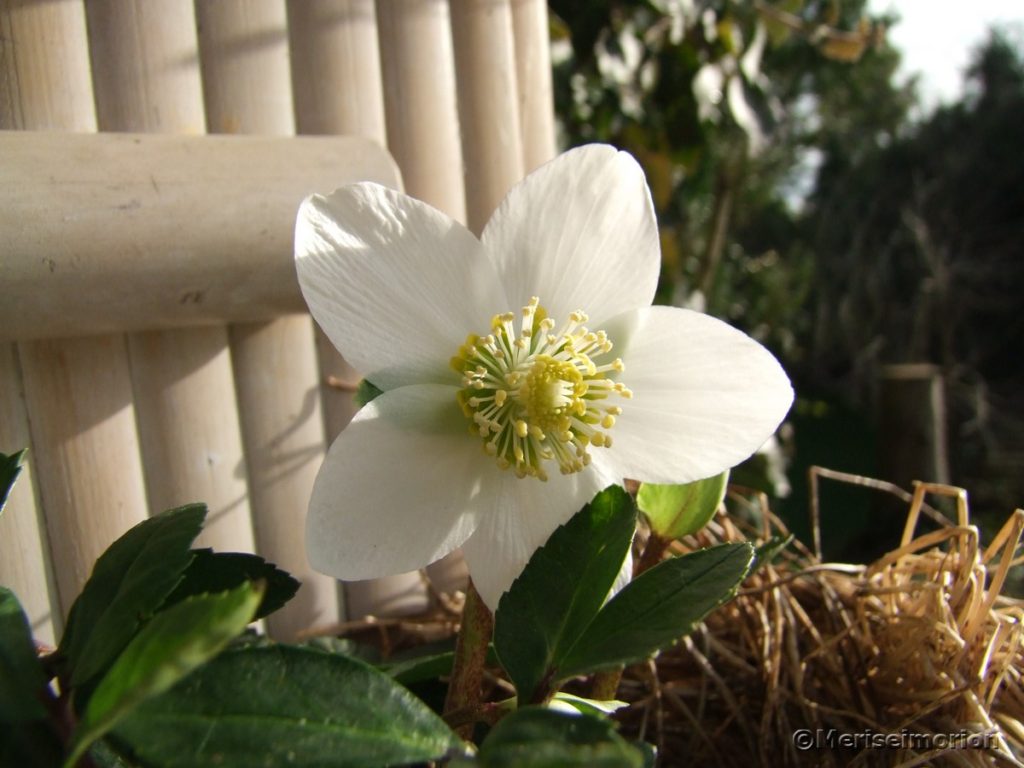 Januar Deko im Meriseimorion