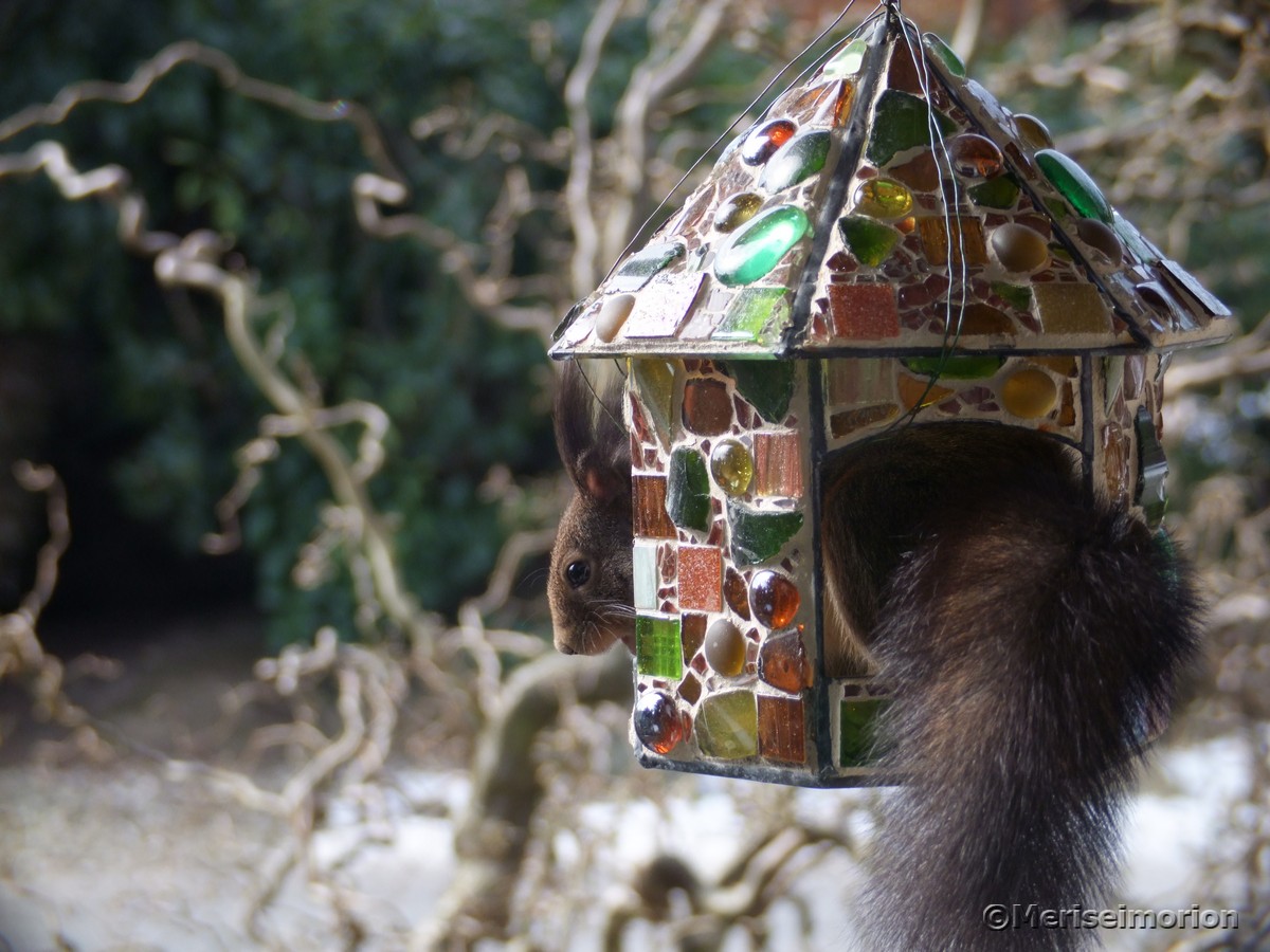 besuch-im-mosaik-vogelfutterhaus