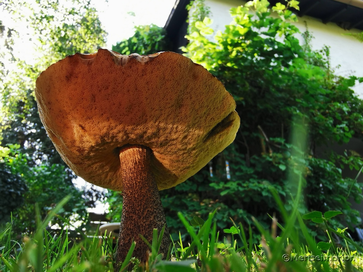 Pilz im Garten