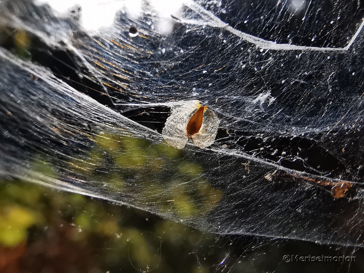 Samen im Spinnennetz