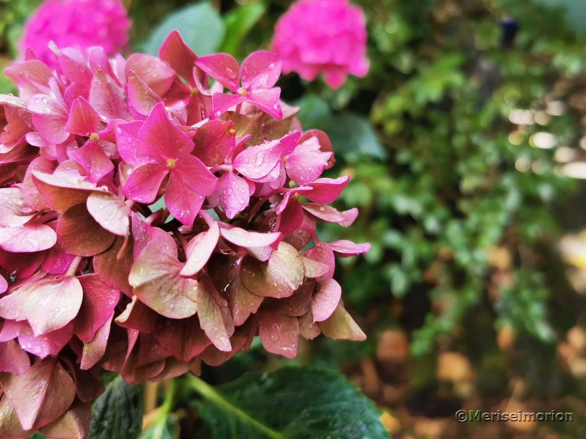 Hortensien im Garten