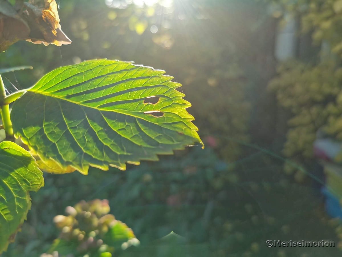 Blatt der Hortensie