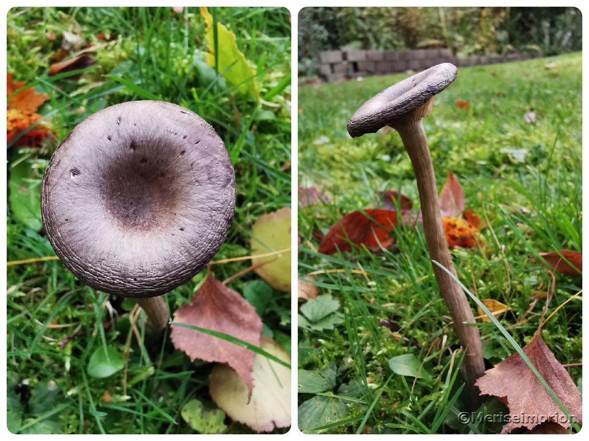 Kleine Pilze im Rasen