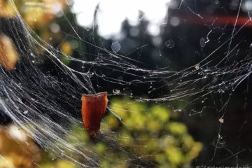 Spinnennetz im November