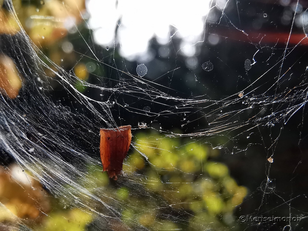 Spinnennetz im November
