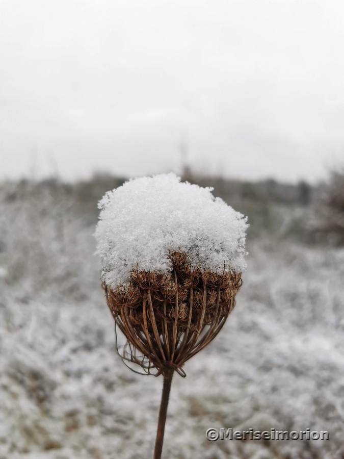 Samenstände im Winter